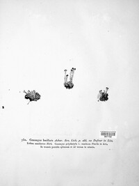 Cladonia bacillaris image